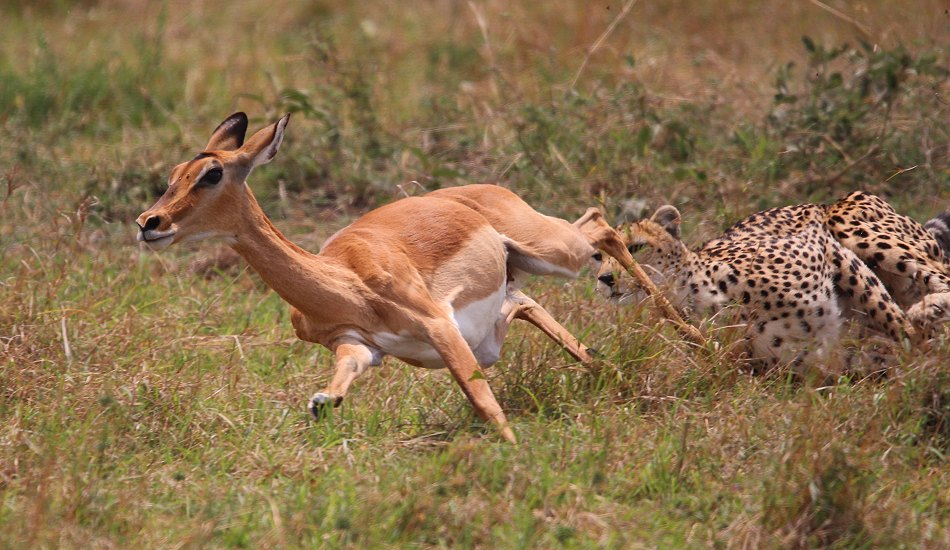Geparden, Cheetah Neema und ihre Jungen