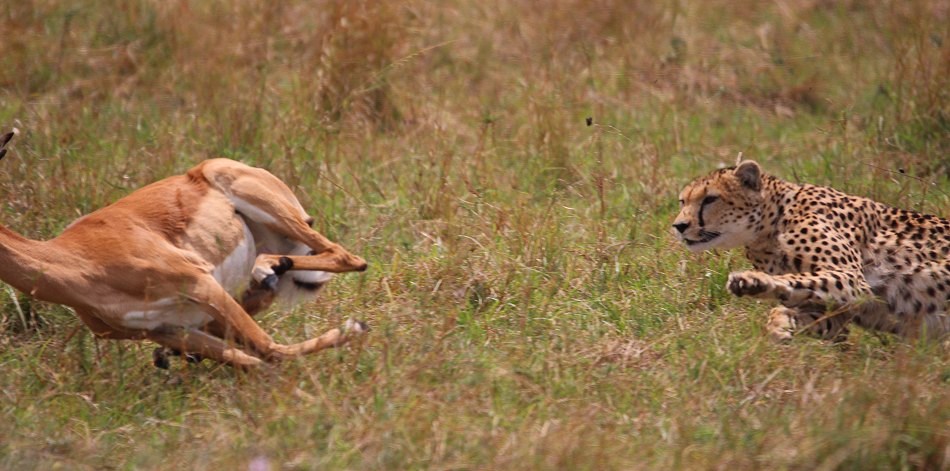 Geparden, Cheetah Neema und ihre Jungen