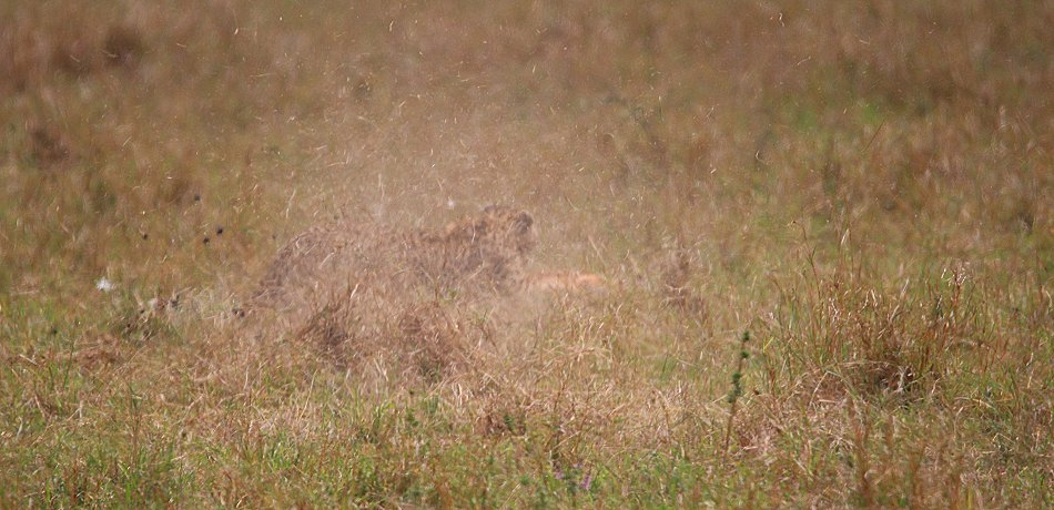 Geparden, Cheetah Neema und ihre Jungen