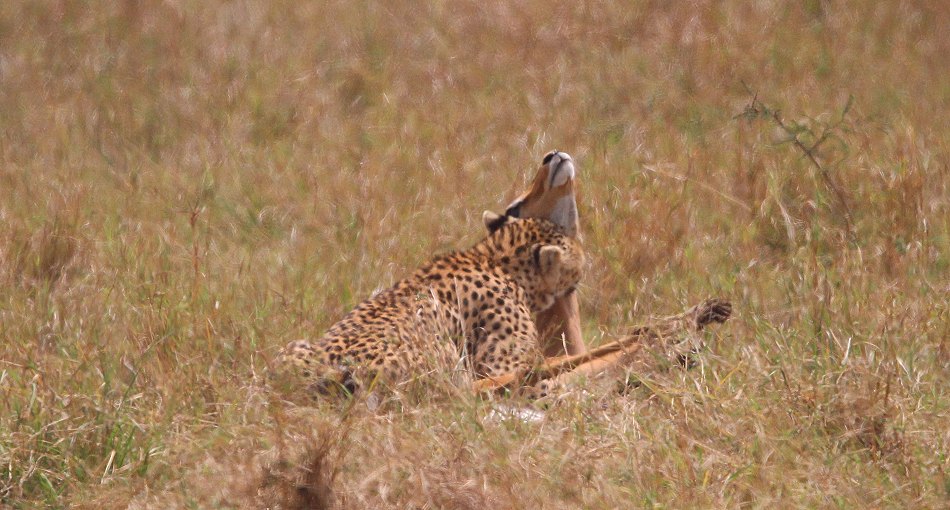 Geparden, Cheetah Neema und ihre Jungen