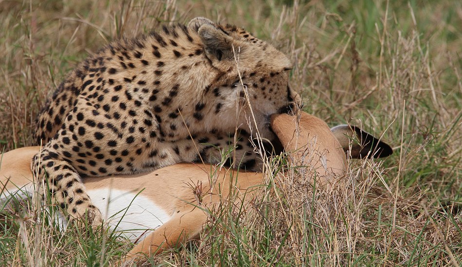 Geparden, Cheetah Neema und ihre Jungen