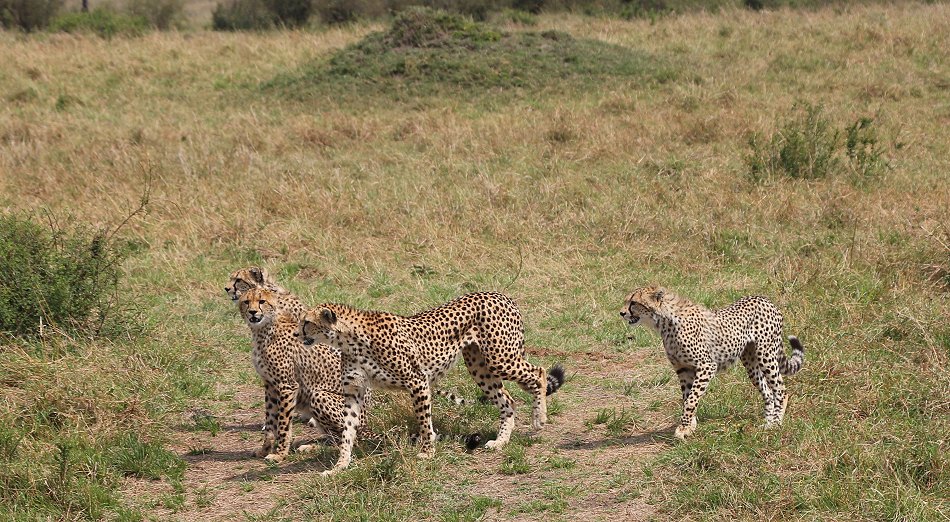 Geparden, Cheetah Neema und ihre Jungen