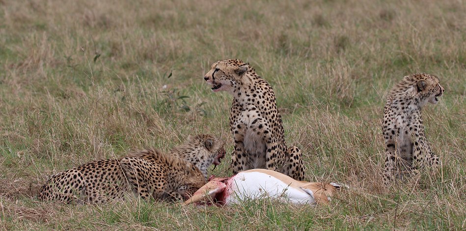Geparden, Cheetah Neema und ihre Jungen