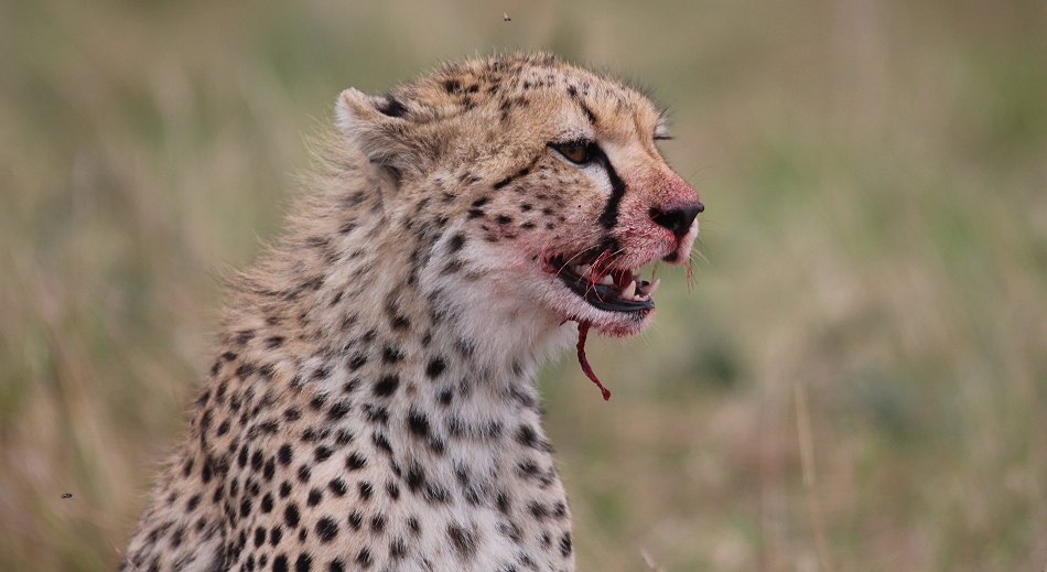 Geparden, Cheetah Neema und ihre Jungen