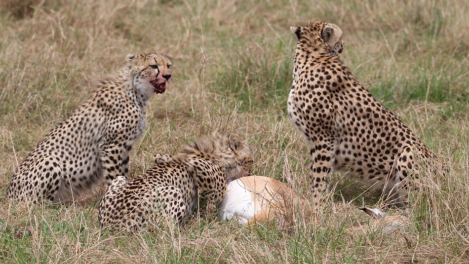 Geparden, Cheetah Neema und ihre Jungen