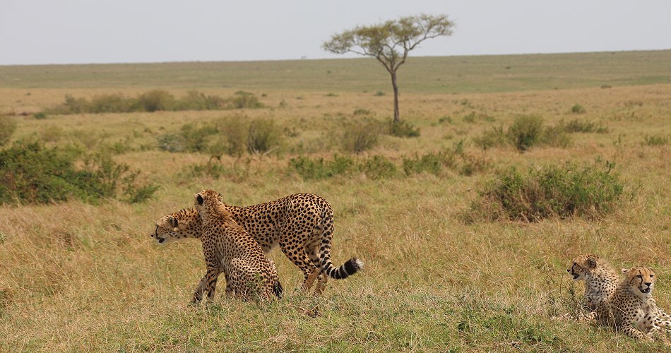 Geparden, Cheetah Neema und ihre Jungen