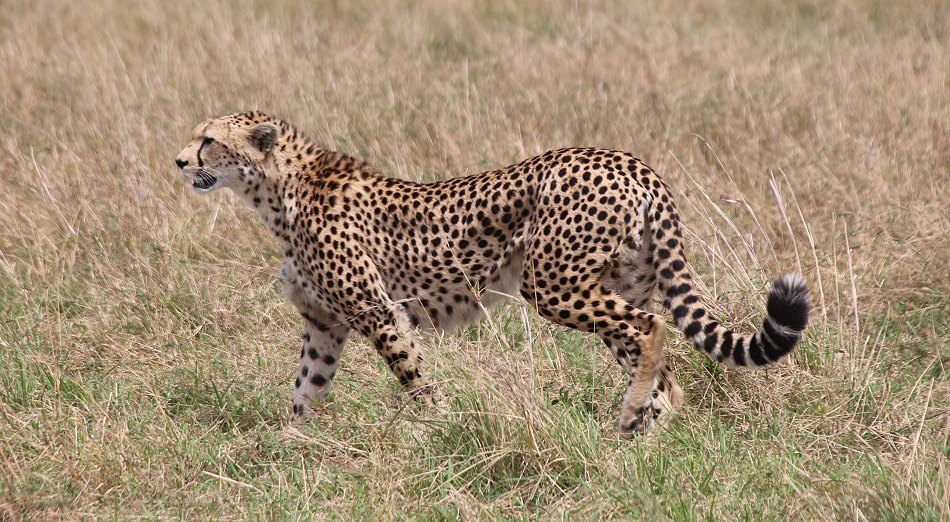 Geparden, Cheetah Neema und ihre Jungen