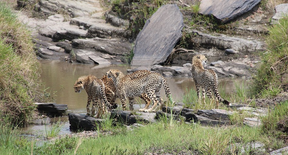 Geparden, Cheetah Neema und ihre Jungen