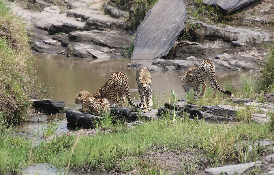 Geparden, Cheetah Neema und ihre Jungen