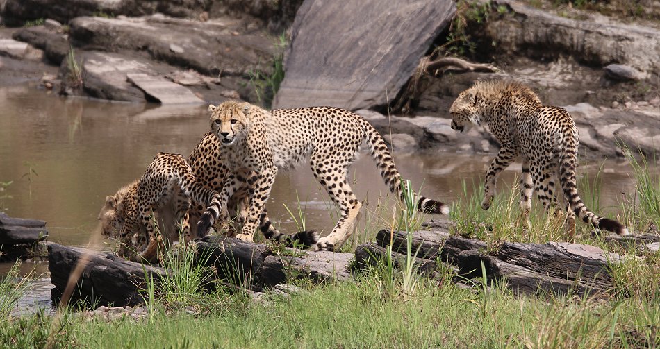 Geparden, Cheetah Neema und ihre Jungen