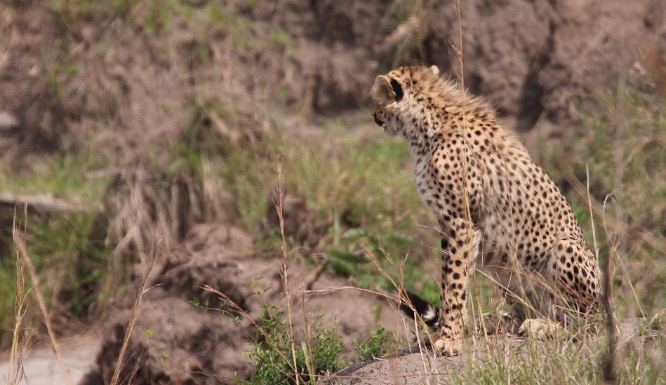 Geparden, Cheetah Neema und ihre Jungen