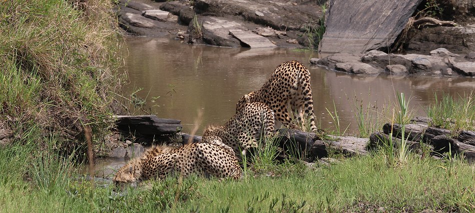 Geparden, Cheetah Neema und ihre Jungen