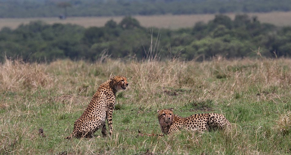 Geparden, Cheetah Namelok und Ngao