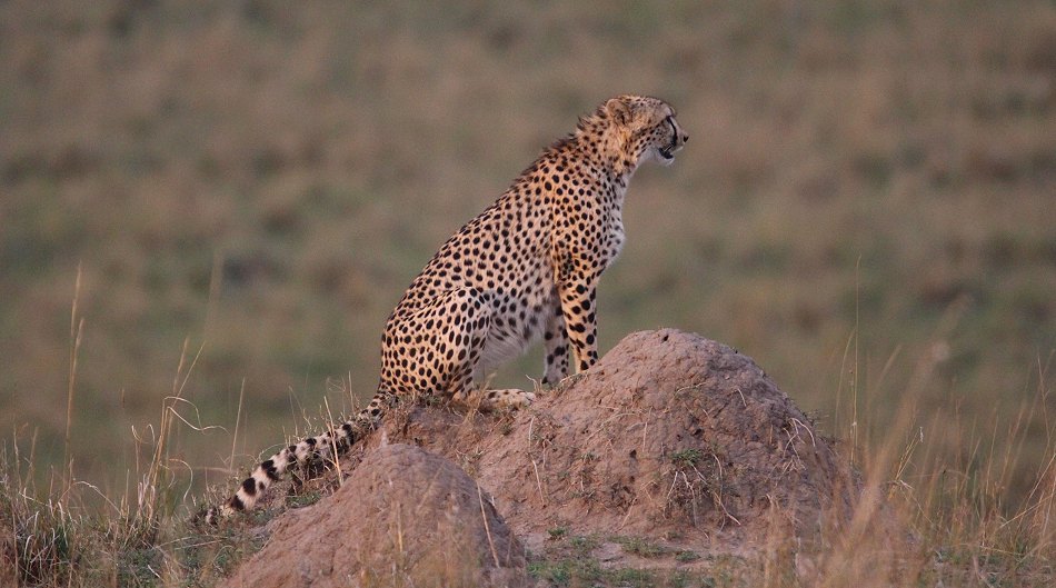 Geparden, Cheetah Nagao und Namelok