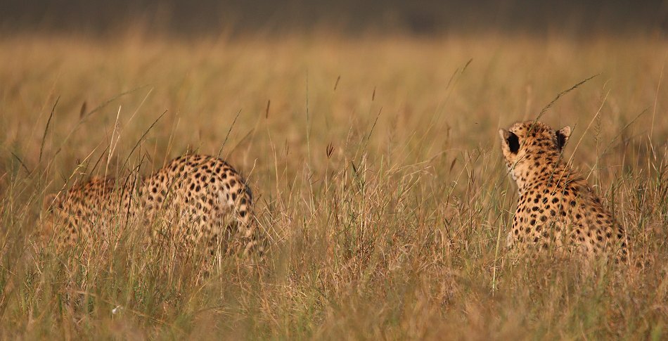 Geparden, Cheetah Nagao und Namelok