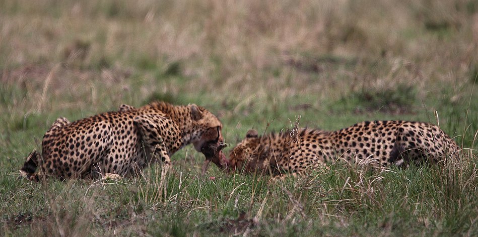 Geparden, Cheetah Namelok und Ngao
