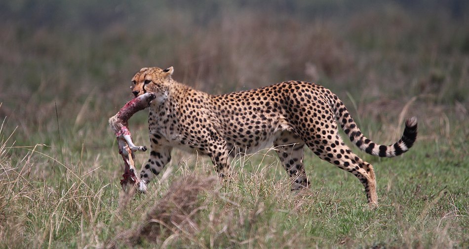 Geparden, Cheetah Namelok und Ngao