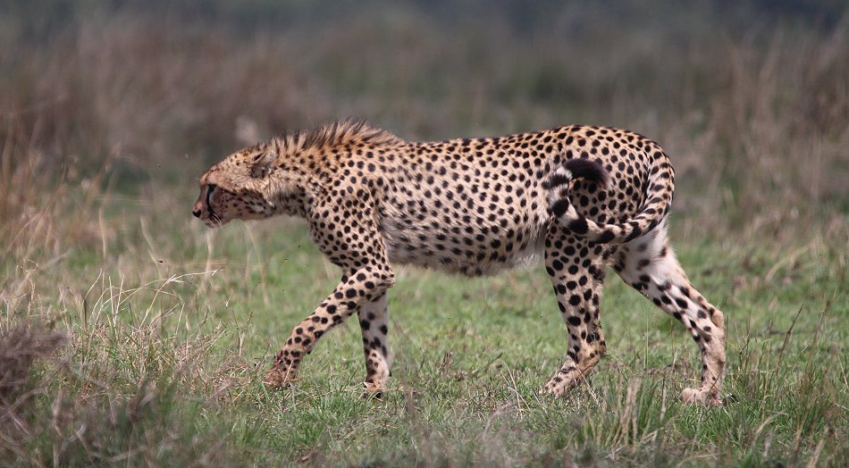 Geparden, Cheetah Namelok und Ngao
