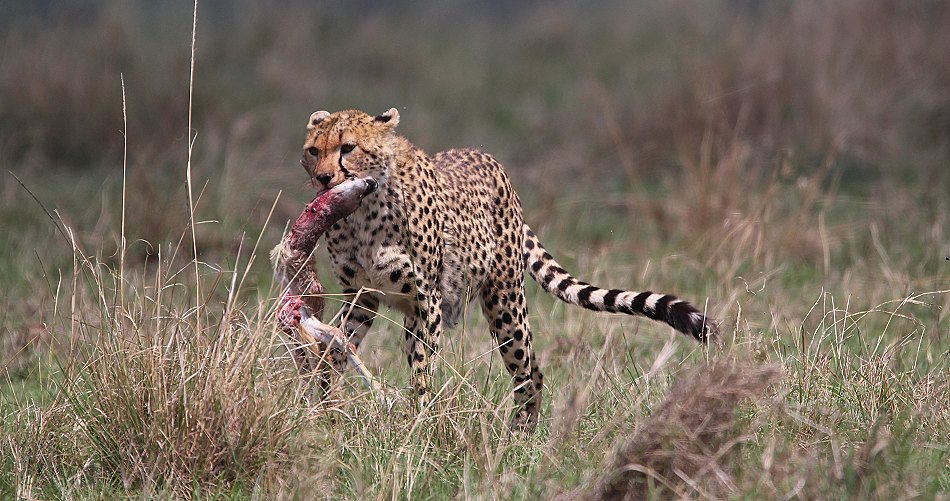 Geparden, Cheetah Namelok und Ngao