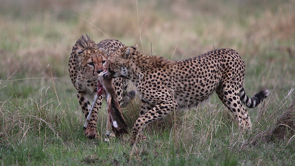 Geparden, Cheetah Namelok und Ngao