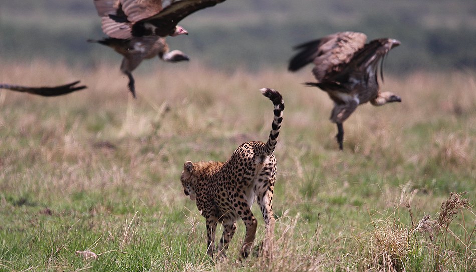 Geparden, Cheetah Namelok und Ngao