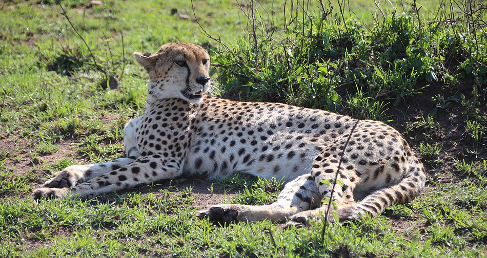 Gepardin, Cheetah - Nora