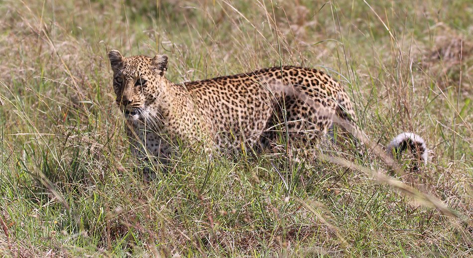 Leopard, Bahati