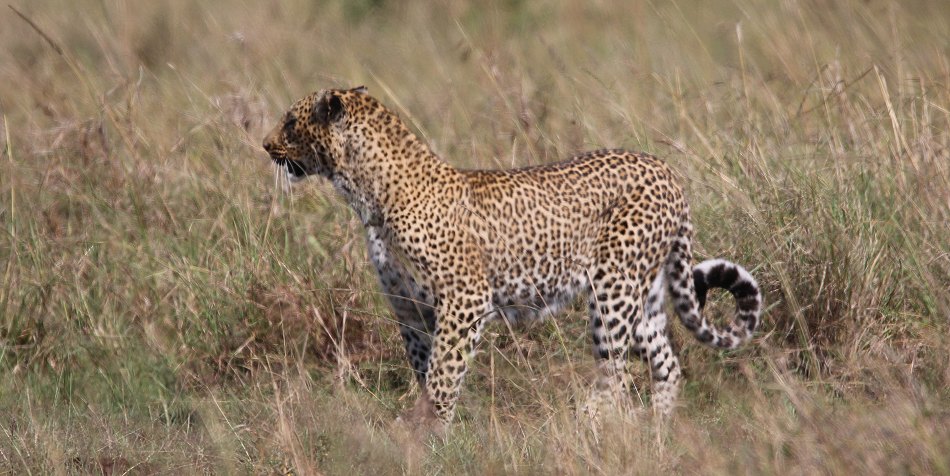Leopard, Bahati