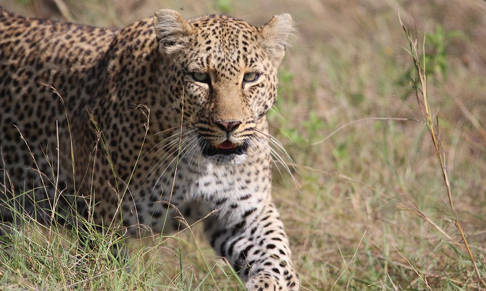 Leopard, Bahati