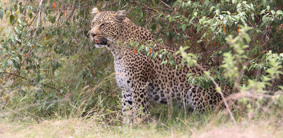 Leopardin Bahati auf der Pirsch
