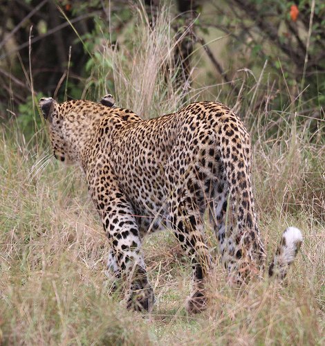 Leopardi Bahati