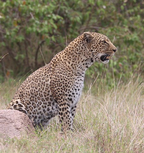 Leopardi Bahati