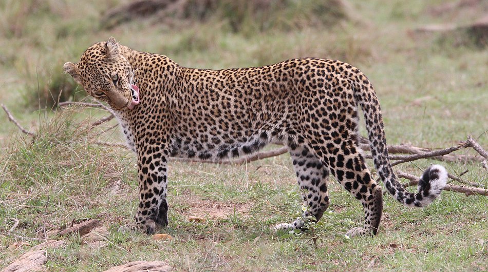 Leopardi Bahati