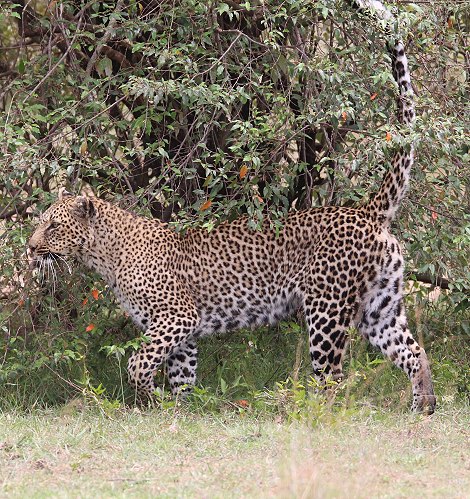 Leopardi Bahati