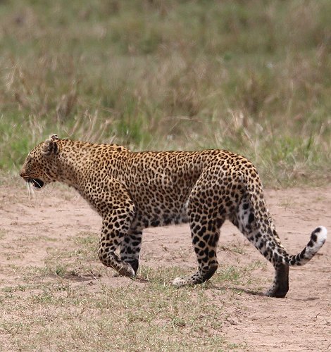 Leopardin Bahati auf der Pirsch