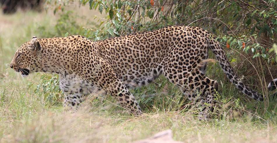 Leopardin Bahati auf der Pirsch