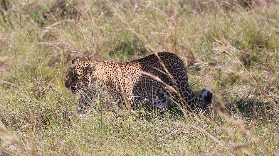 Leopard, Bahati