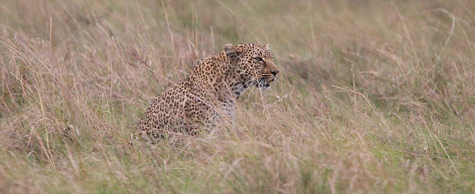 Leopardin Bahati auf der Pirsch