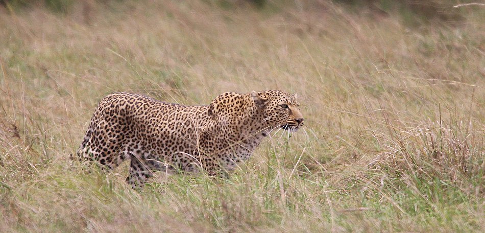 Leopardin Bahati auf der Pirsch