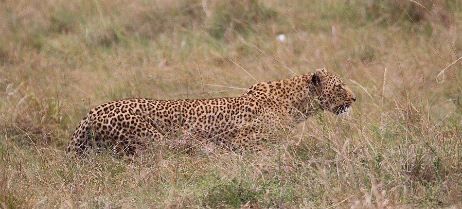 Leopardin Bahati auf der Pirsch