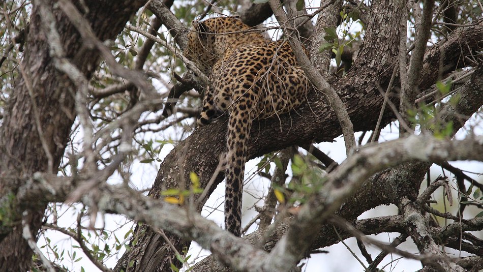 Leopardin Bahati auf der Pirsch
