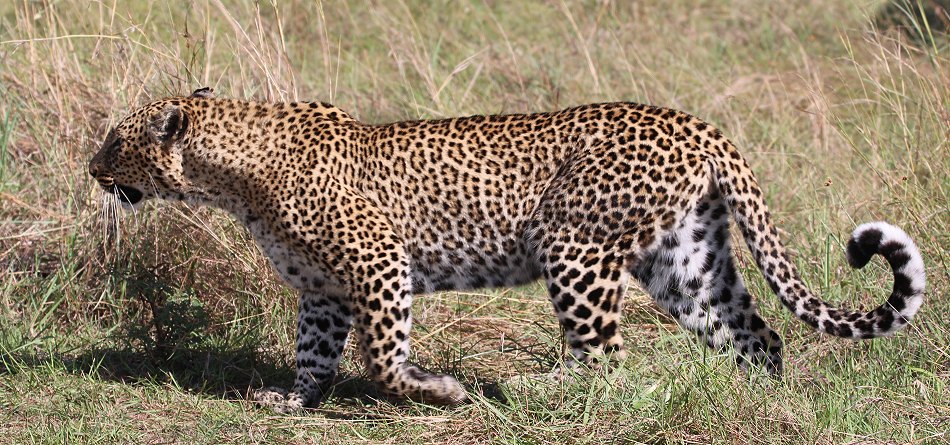 Leopard, Bahati