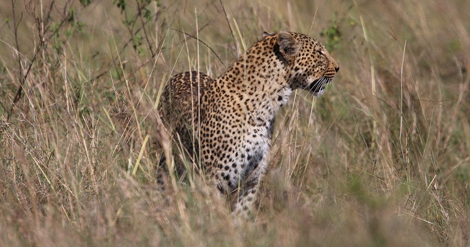 Leopard, Bahati