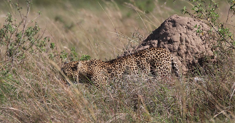 Leopard, Bahati