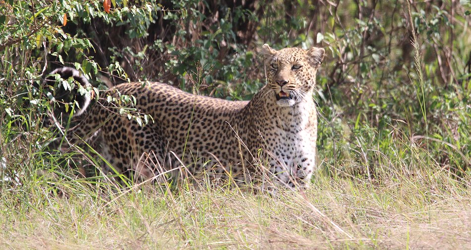 Leopard, Bahati