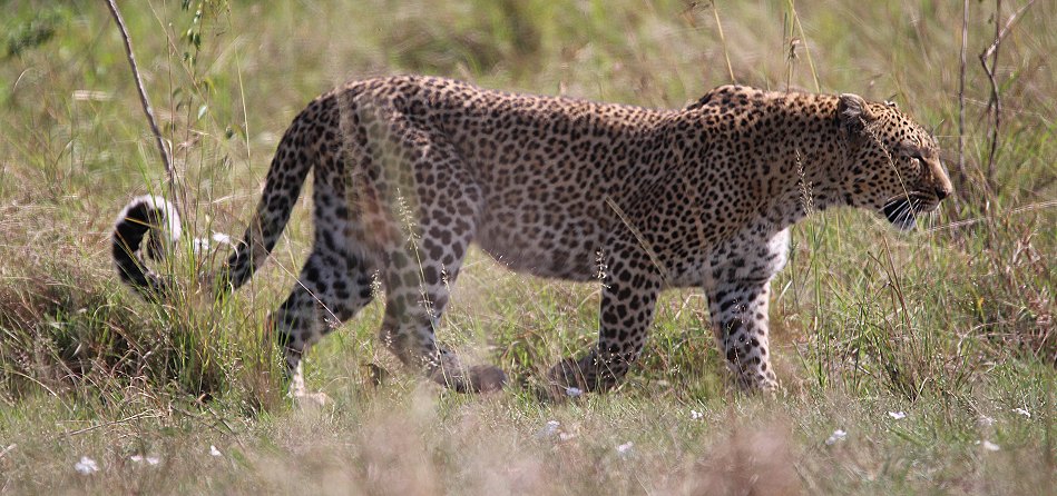 Leopard, Bahati