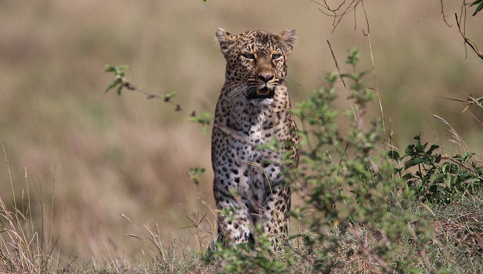 Leopard, Bahati