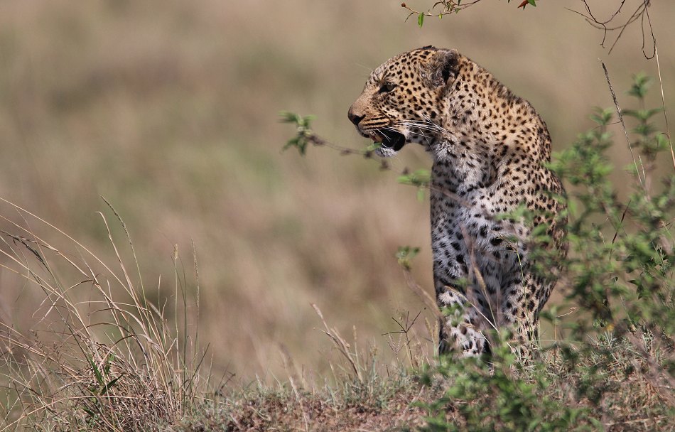 Leopard, Bahati