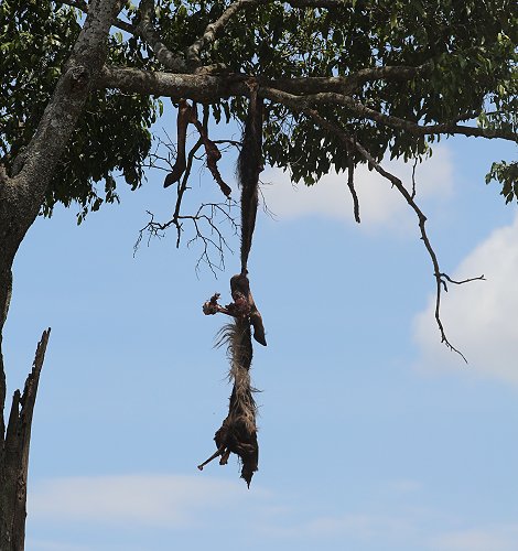 Leoparden Kill im Baum