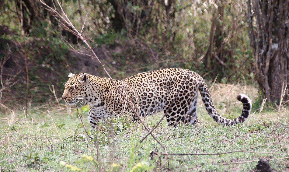Leopardin (Lorian) in der Masai Mara